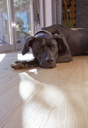 Dog lying on a Bauwerk parquet floor.