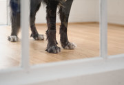 Dog standing on a Bauwerk parquet floor.