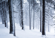 Snow-covered forest in the fog