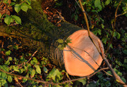 Tronc d’arbre coupé sur le sol de la forêt
